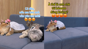 Chú mèo hụt hẫng vì bị bạn đời dỗi oan