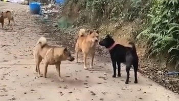 Anh em 'cậu vàng' hết hổ báo khi gặp 'đại ca chó đen'