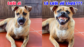 Chú chó cười khiến ai thấy cũng sợ chạy mất dép