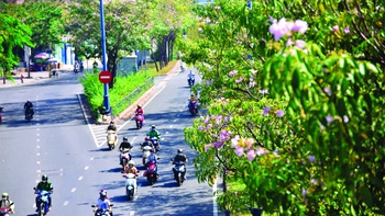 Chọn cây đô thị ở Việt Nam: "lý tưởng và thực tế chưa khớp được"