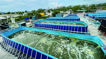 Thế nào là nuôi tôm bền vững?