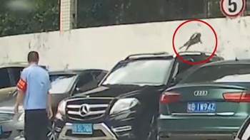 Chú mèo không biết lượng sức mình khi nhảy qua tường