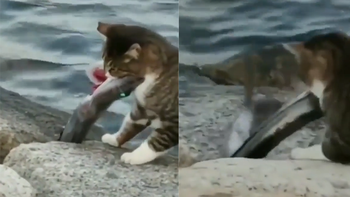 Màn bắt cá siêu đỉnh của chú mèo khiến ai cũng trầm trồ