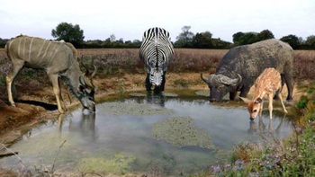 Câu đố hack não: Con gì uống nhiều nước nhất?