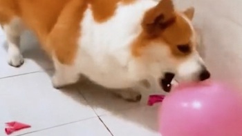 Chó Corgi tỉnh đòn khi chủ chơi khăm