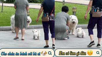 Chó con hoảng hồn chạy té khói vì bị đàn anh ăn hiếp
