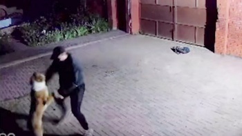 Ông chủ và chú chó nhảy tango khi gặp lại nhau sau nhiều ngày xa cách