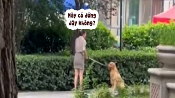 Chú chó xin lỗi rối rít vì làm cô chủ giận