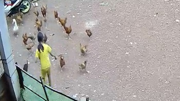 Gà mái xây xẩm mặt mày với pha vung gậy của bé gái