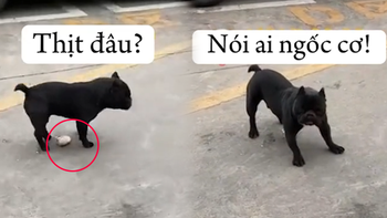 Những chú chó ngáo ngơ nhất hành tinh