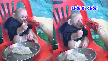 Gà bị khỉ táp mỏ vì tội ăn uống hàm hồ