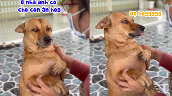 Chú chó nhõng nhẽo 'level max' sau lâu ngày gặp lại cô chủ