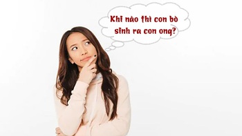 Câu đố hack não: Khi nào thì con bò sinh ra con ong?