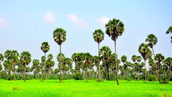 Trên dòng sông mưa có những đàn cá hát