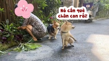 Corgi hoảng hồn khi thấy đồng bọn ăn vạ