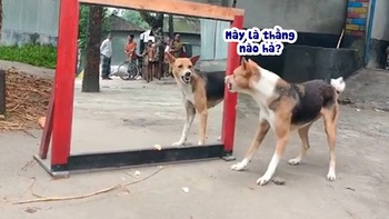 Chú chó đánh nhau với bóng mình trong gương