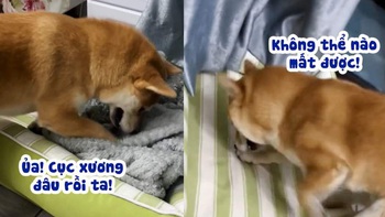 Chú chó nổi đóa khi bị mất cục xương