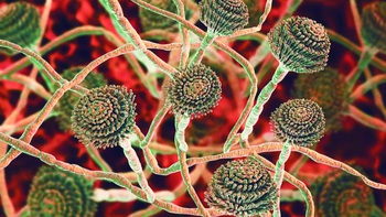 Cuộc chiến chống thảm họa nấm chỉ mới bắt đầu