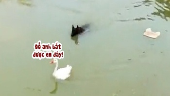 Chú chó bị biến thành trò hề khi rượt bắt vịt dưới ao