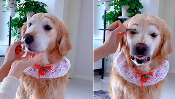 Chú chó 'cười miết' khi được sen trang điểm