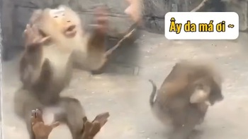 Những pha hài hước khó đỡ của động vật trong sở thú