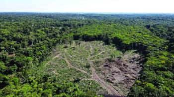 Ai đang cứu những cánh rừng Brazil?