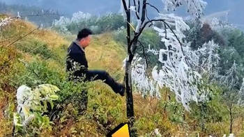 Chàng trai tung cú đạp cây đi vào lòng đất