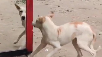 Chú chó hoảng hồn khi thấy bóng mình trong gương