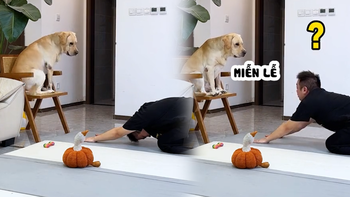 Cười sảng với ông chủ tập yoga bị chú chó biến thành trò hề