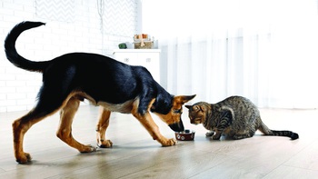 200 con mèo, 200 con chó và một kho thí nghiệm