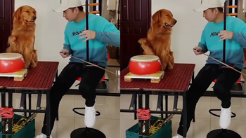 Chú chó làm nhạc trưởng siêu ngầu