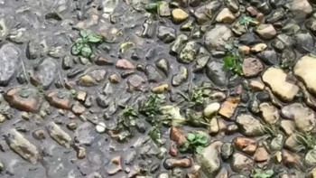 Người mắt kém không thấy con ếch ở đâu