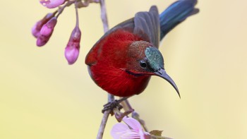Trào lưu nuôi chim Aviary: Chính quyền ở đâu?