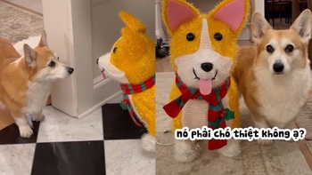 Phản ứng hài hước của corgi khi thấy mô hình chó giả