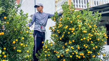 Nhà vườn ở thủ phủ quất miền Trung 'nín thở' chuẩn bị hàng Tết