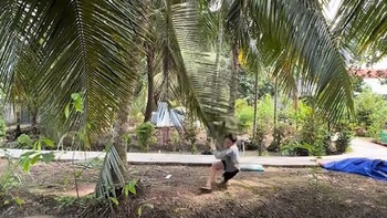 Chàng trai đu tàu dừa ngã xuống lòng mương