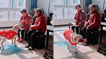 Chú chó ngậm tô xin ông bà tiền lì xì năm mới