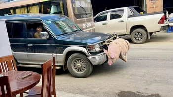 Ảnh vui mùng 3 Tết: Cảnh báo va chạm xịn, đụng vào là kêu 'éc éc'