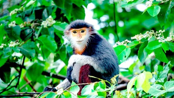 Những ‘lá phổi xanh’ trong lòng Đà Nẵng