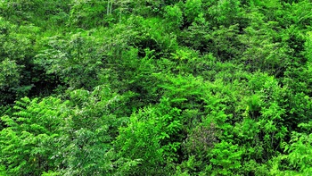 Chuyện một rừng keo "thuận dòng"