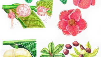 Minh họa thực vật: tìm cái đẹp trong cái thật