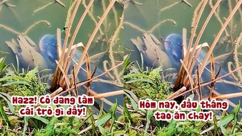 Cần thủ chán không buồn nói khi gặp con cá 'ăn chay'