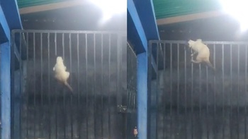 Chú mèo khoe skill leo rào siêu đỉnh