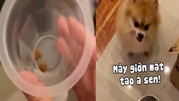 Chú chó nổi quạu khi sen bắt ăn kiêng giảm cân