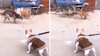 Hai chú chó nhún nhảy lêu lêu đồng bọn bị xích