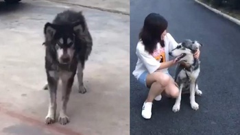 Quá trình 'lột xác' của husky gầy guộc khi được cô gái cưu mang