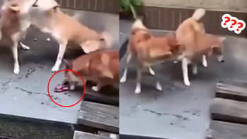 Chú chó 'đục nước béo cò' khi đồng bọn đánh nhau