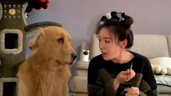 Chú chó buồn ngủ ríu mắt khi sen bắt ngồi nhìn trang điểm