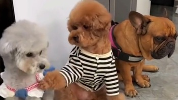 Hai chú chó ăn vụng bị cô chủ xử tội vì đồng bọn mách lẻo