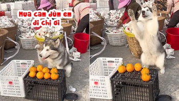 Chú chó thông minh biết bán cam phụ chủ